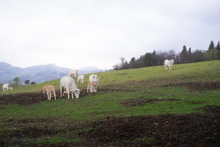 Immagine con mucche di razza calvana al pascolo