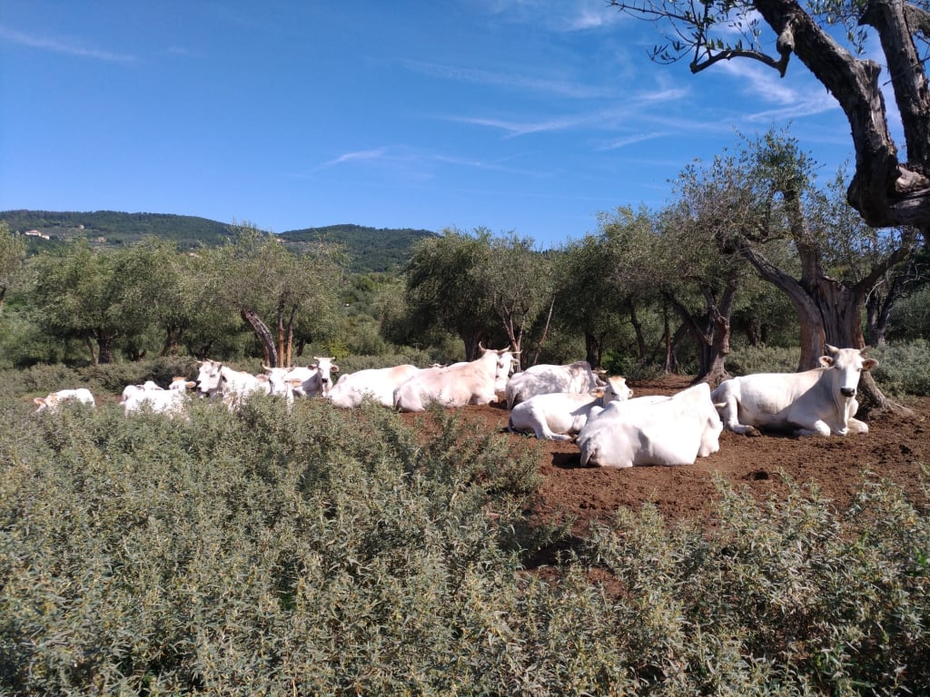 Mucche di razza calvana al pascolo sotto gli ulivi