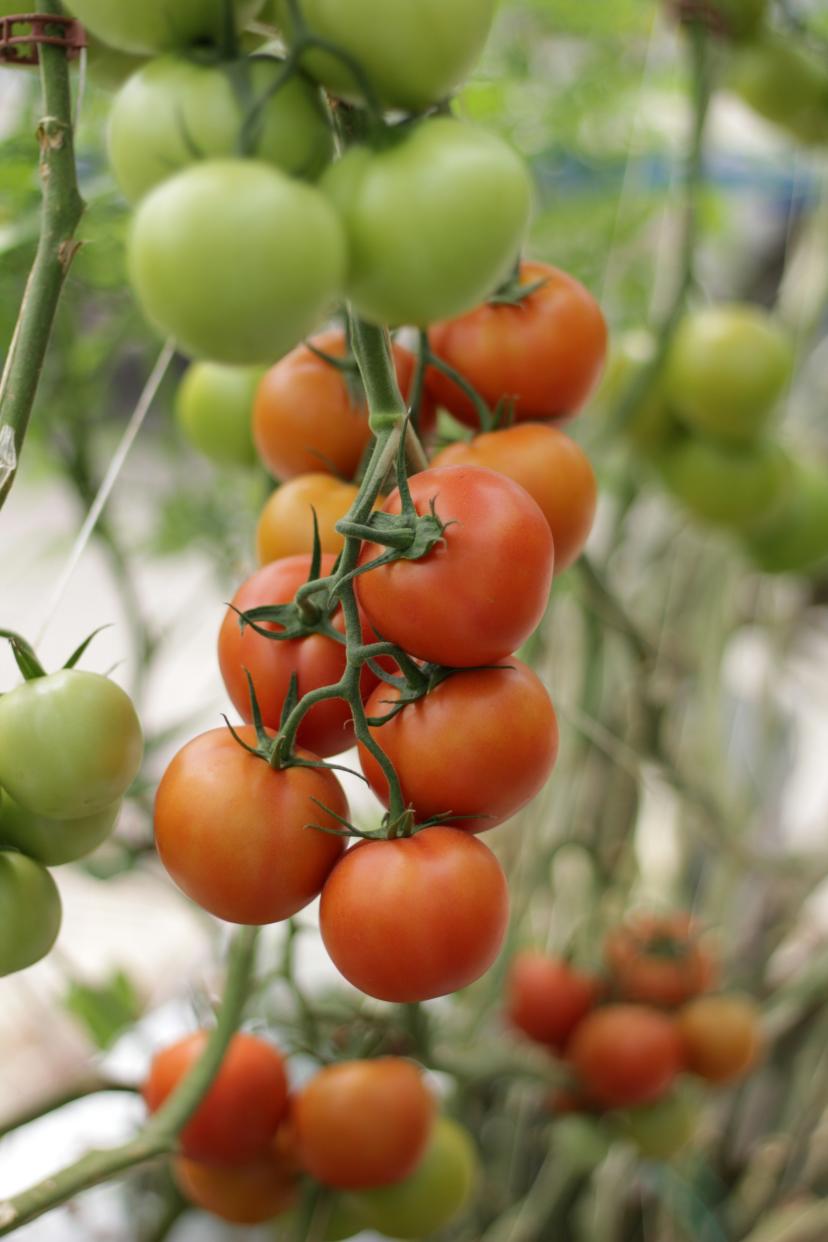 tomato-in-tree