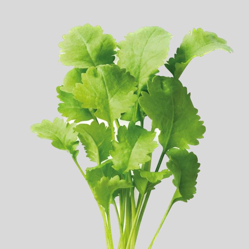 chamsur saag