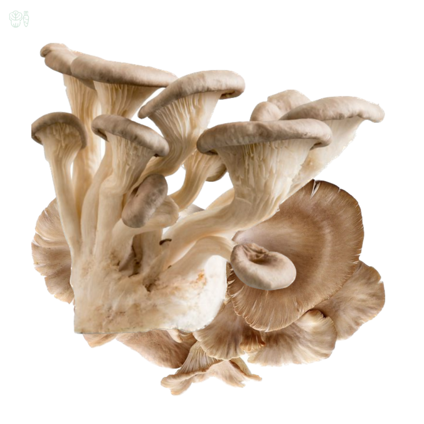 kanya chau oyster mushroom kishan fresh house