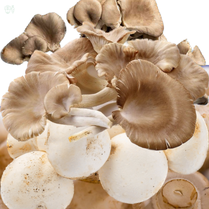 misx mushroom kishan fresh house