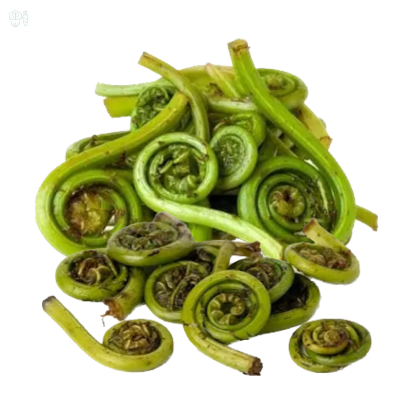neuro fiddlehead fern kishan fresh house