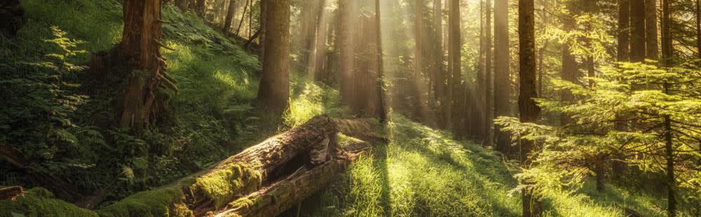 Corporate Sustainability