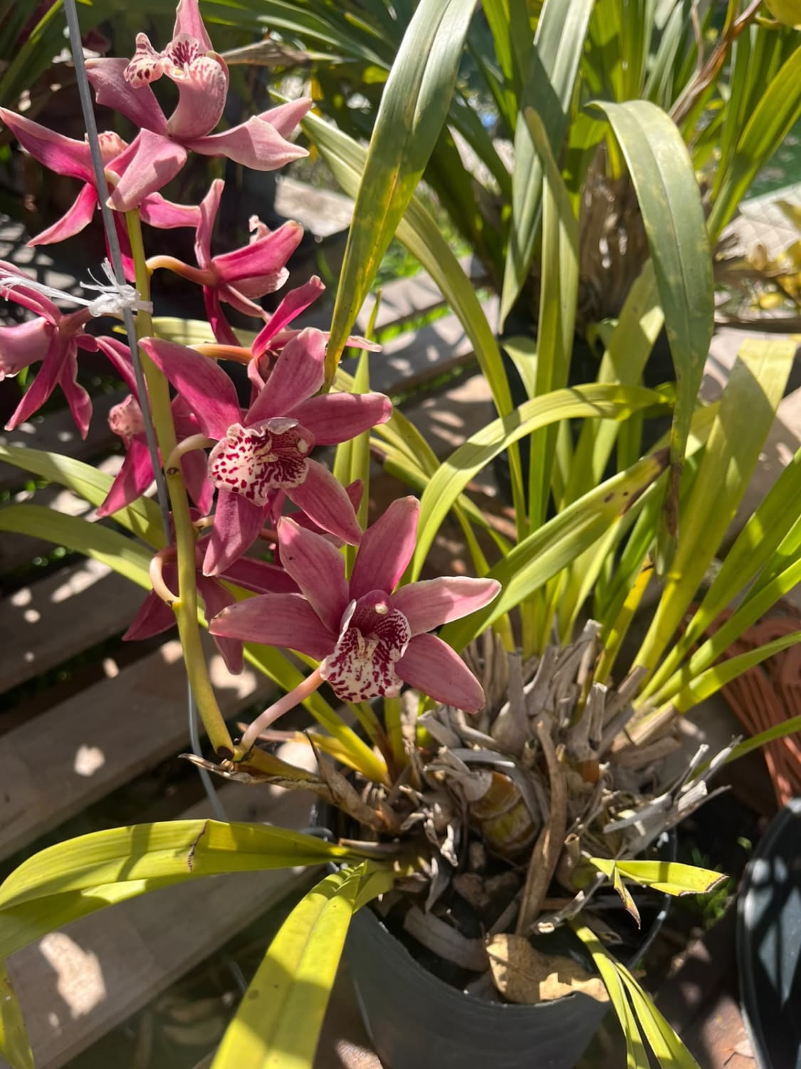 Cymbidium devonianum