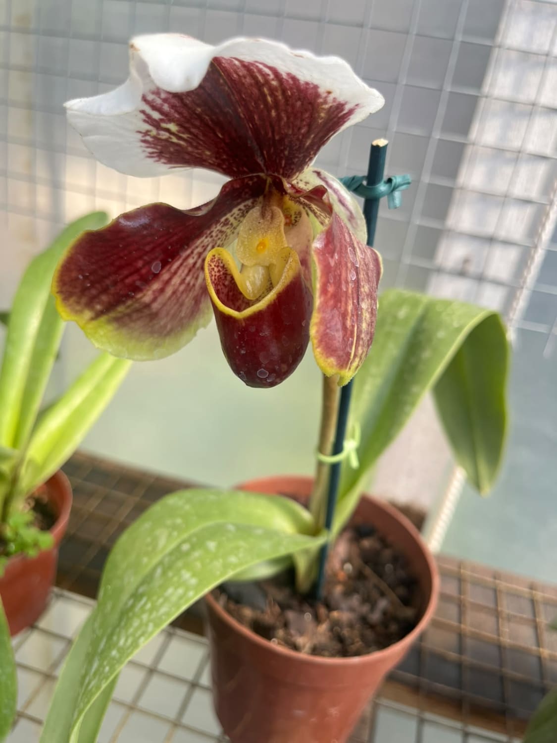 Paphiopedilum Harrisianum