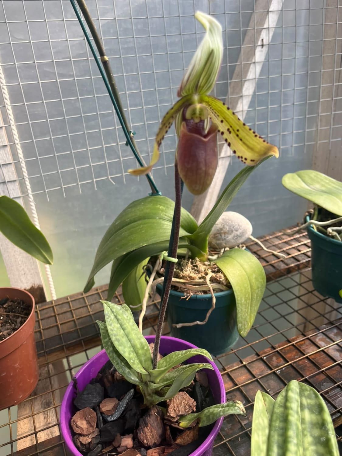 Paphiopedilum Maudiae
