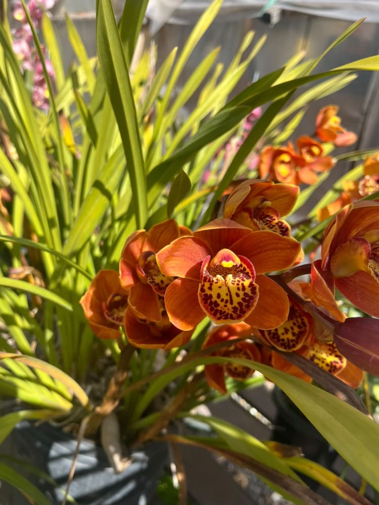 Cymbidium Majolica
