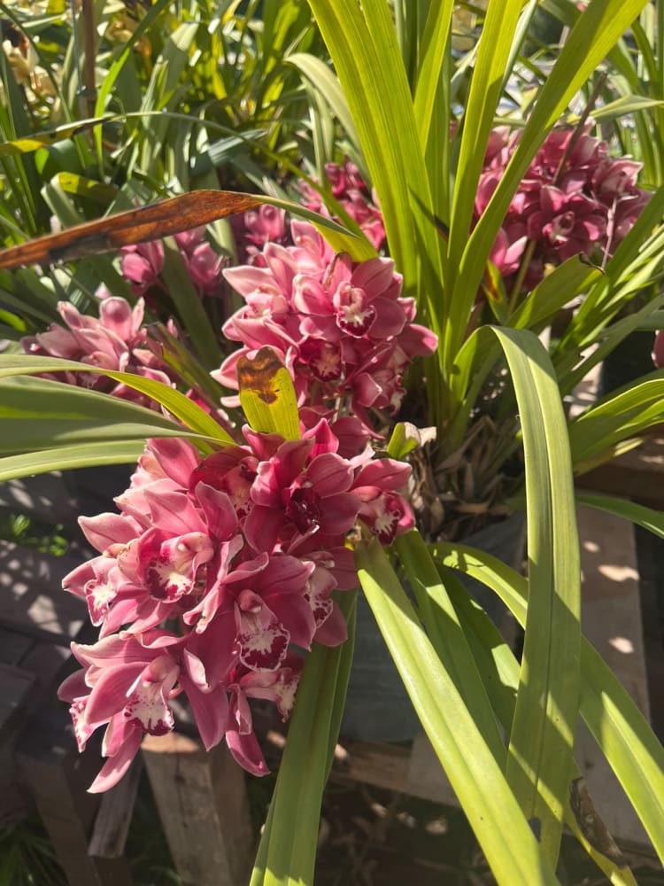 Cymbidium Ritz Farming