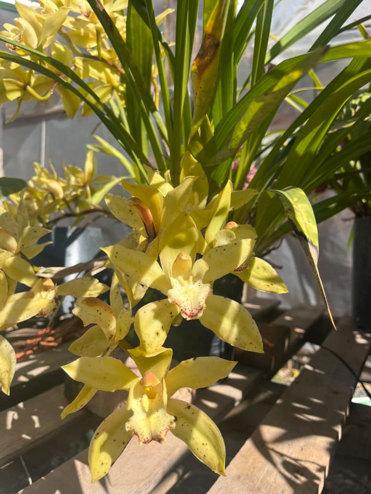 Cymbidium Devonianum