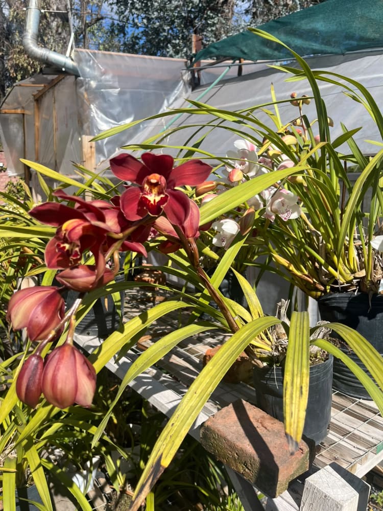 Cymbidium Burgundy