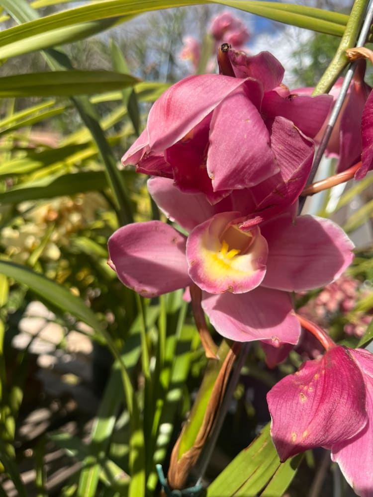 Cymbidium Faberi
