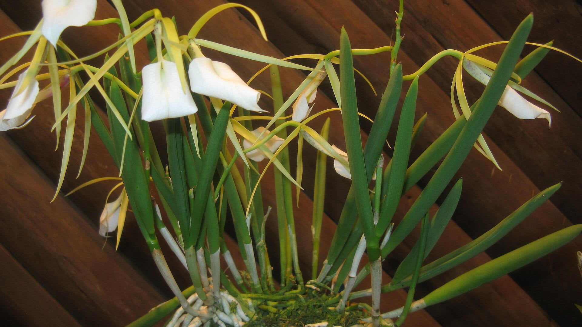 Brassavola nodosa en flor