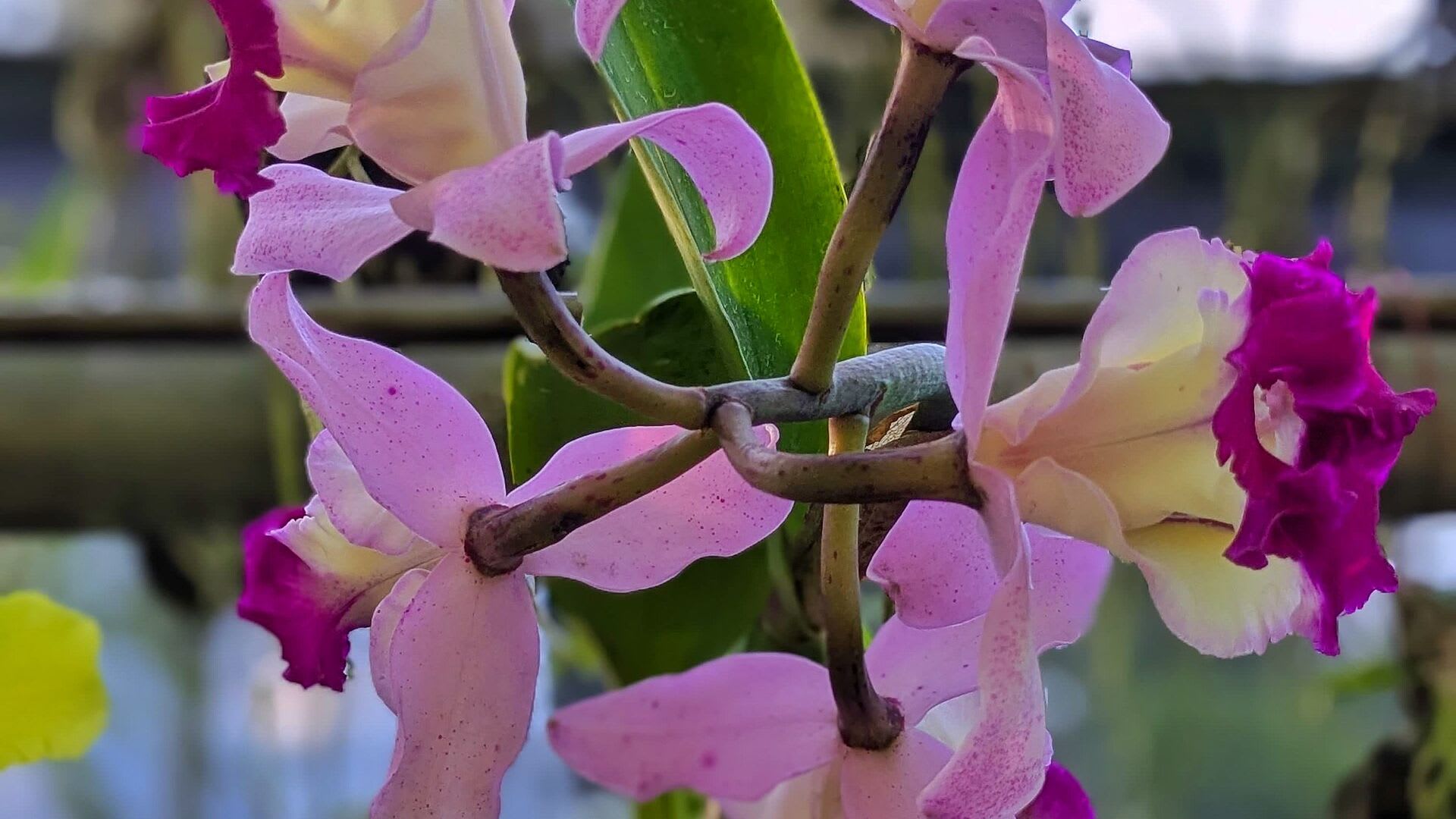 Cattleya en flor