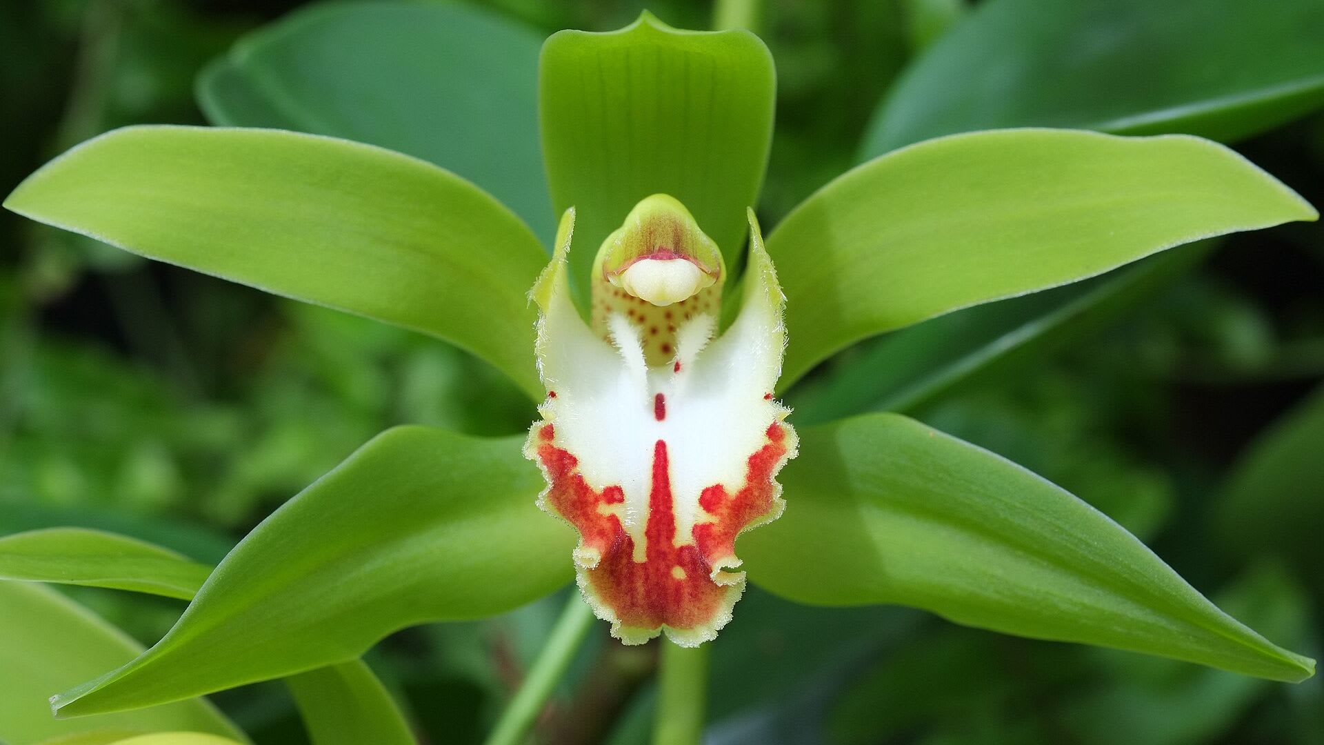 Cymbidium lowianum en flor