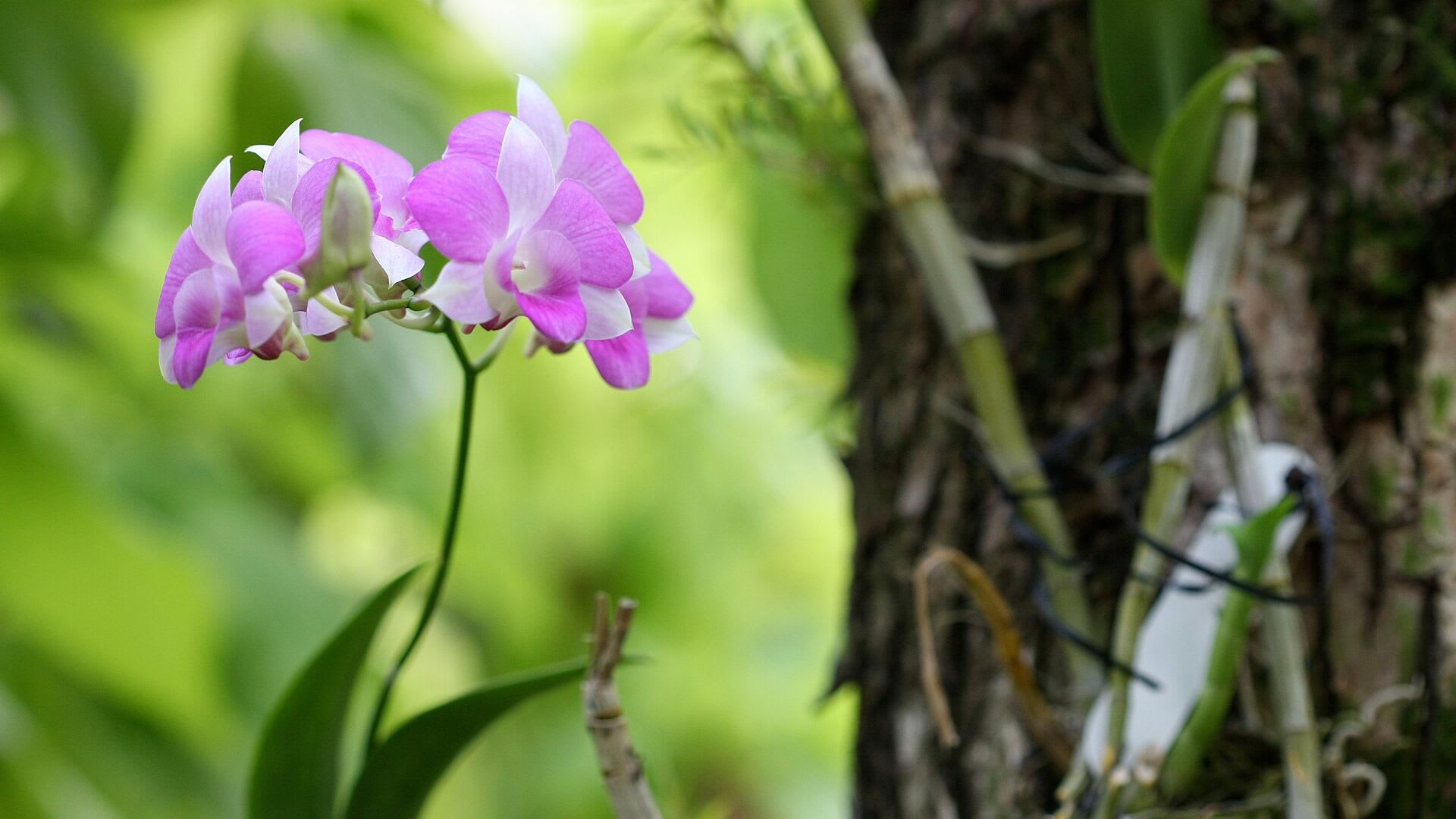 Dendrobium en flor