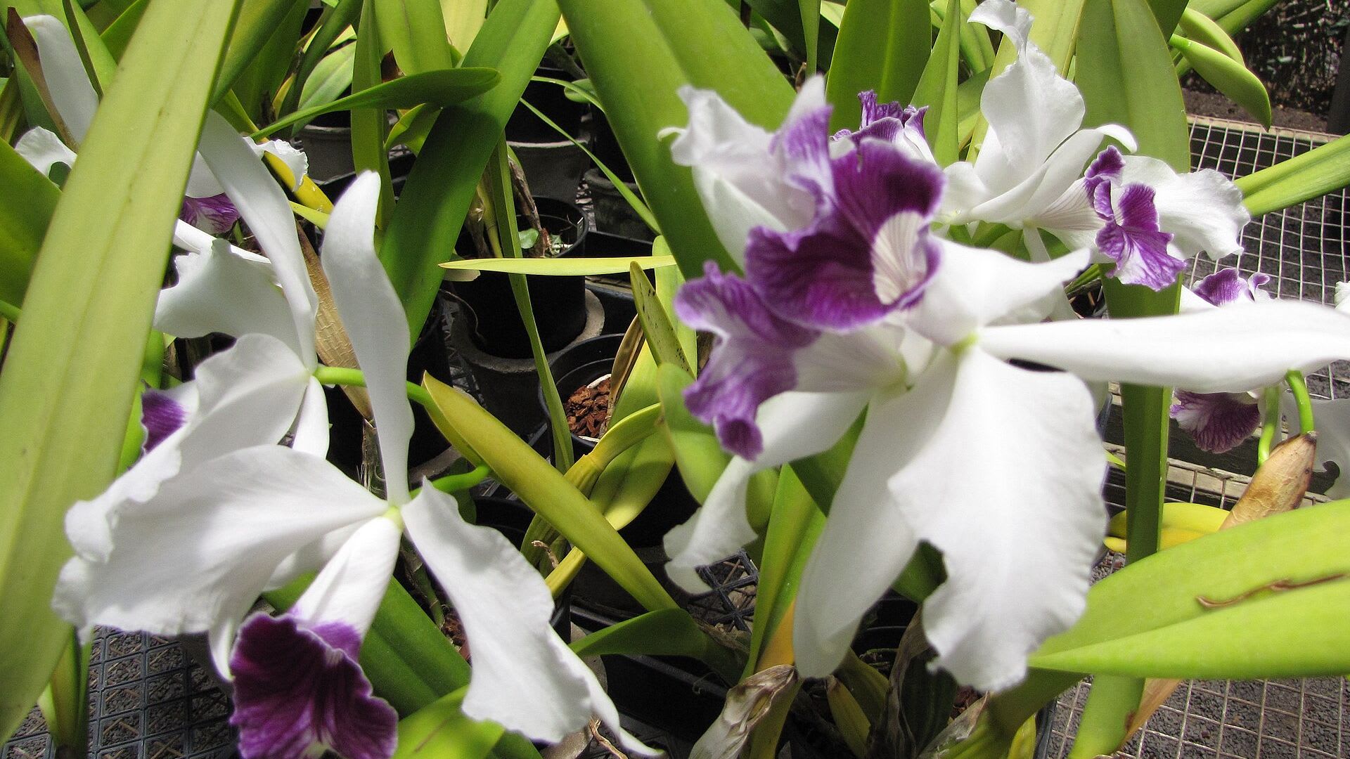 Laelia purpurata en flor