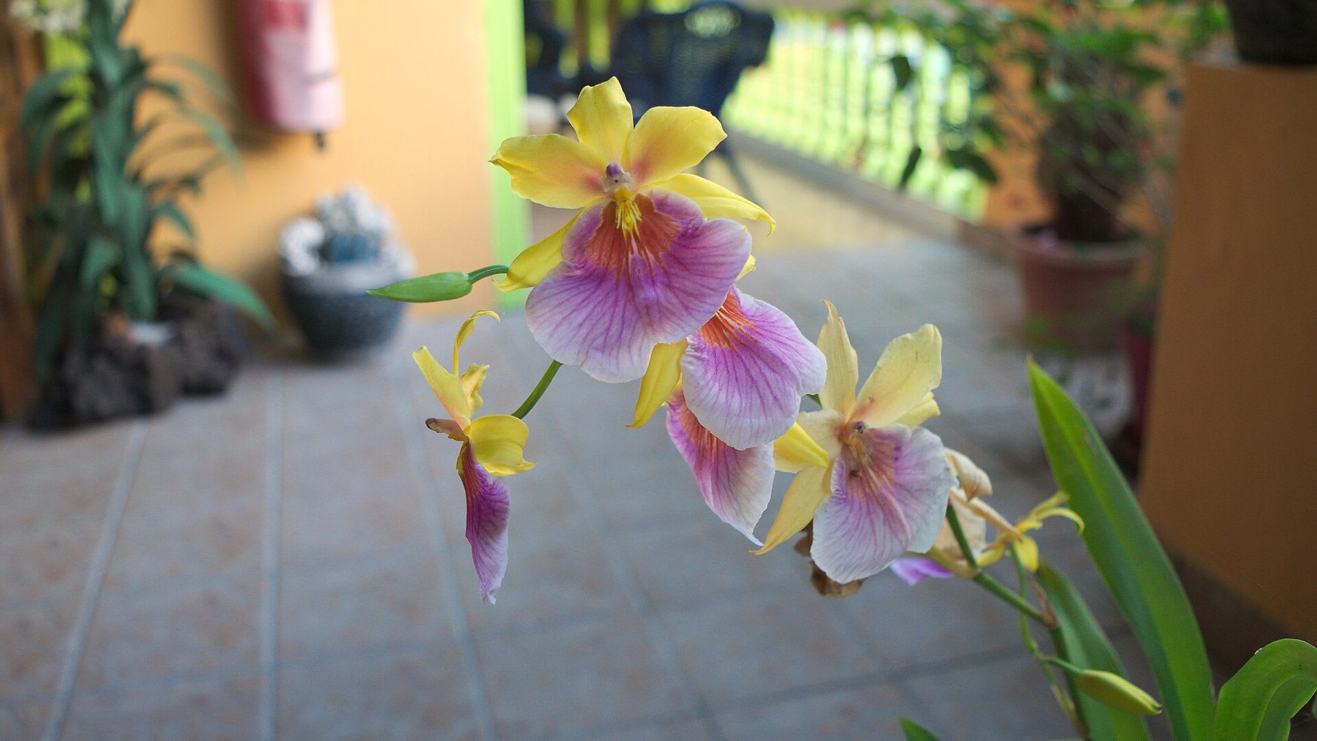 Miltonia en flor