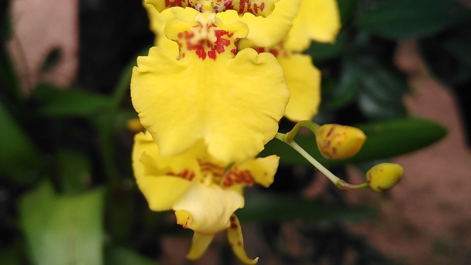 Oncidium (Kandyan Dancer) en flor