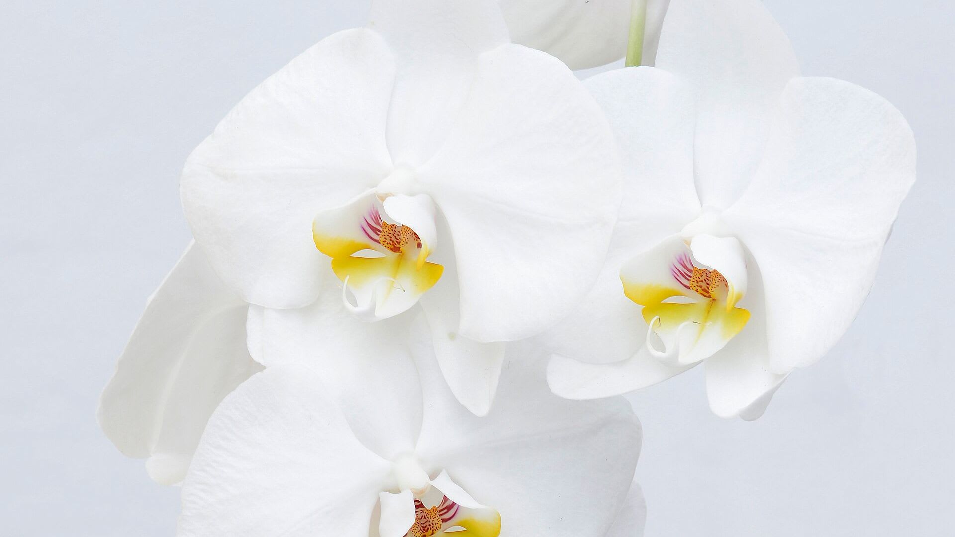 Phalaenopsis amabilis en flor