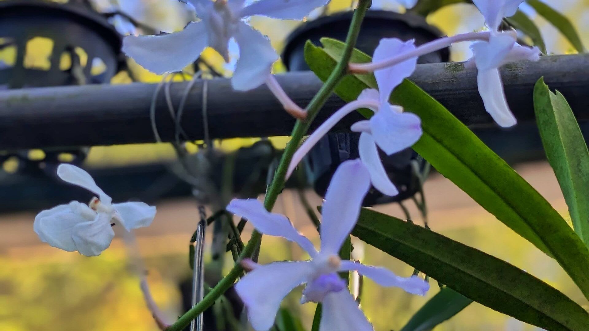 Vanda coerulea en flor