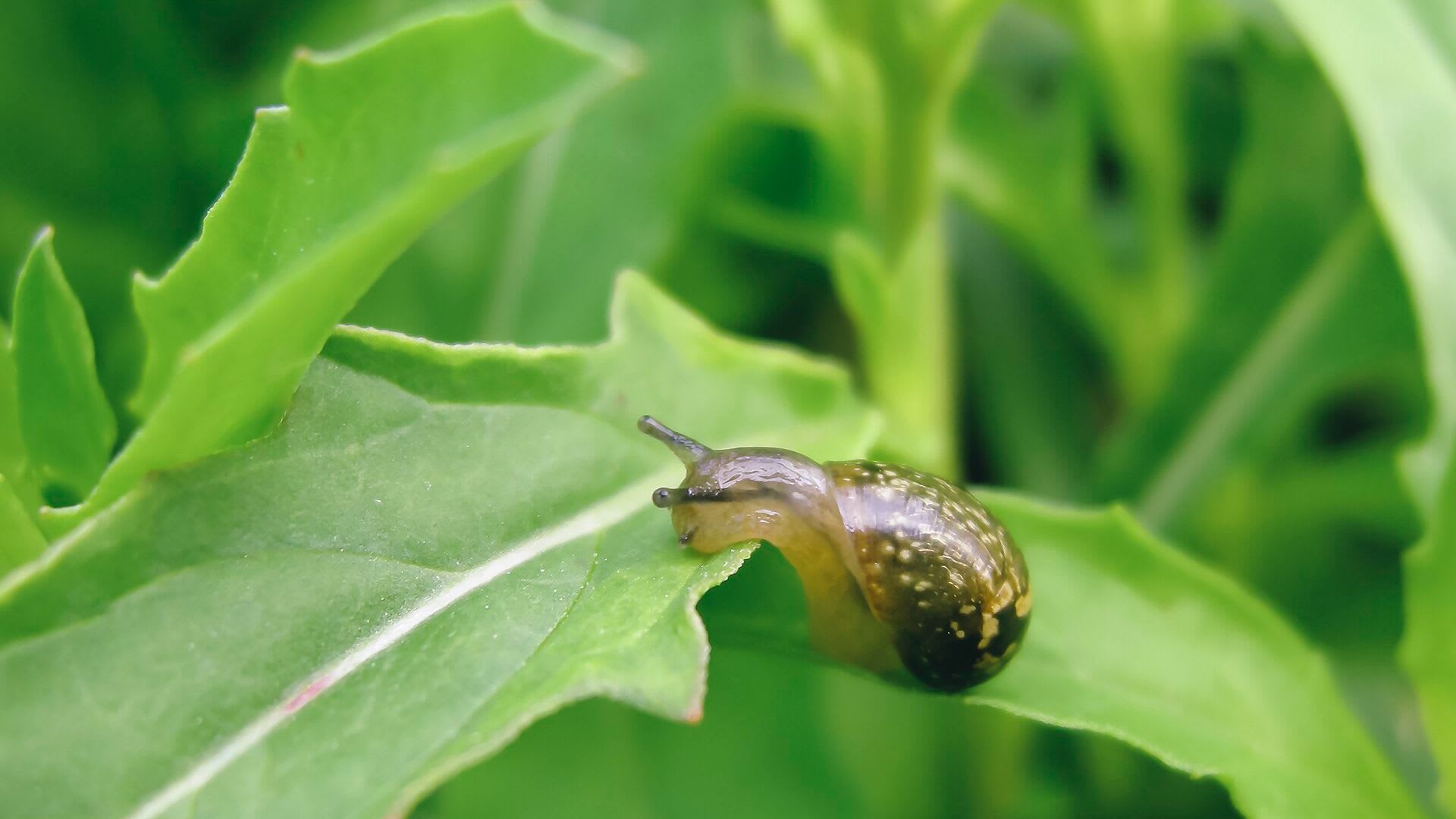 Caracol (Cornu aspersum) sobre una hoja