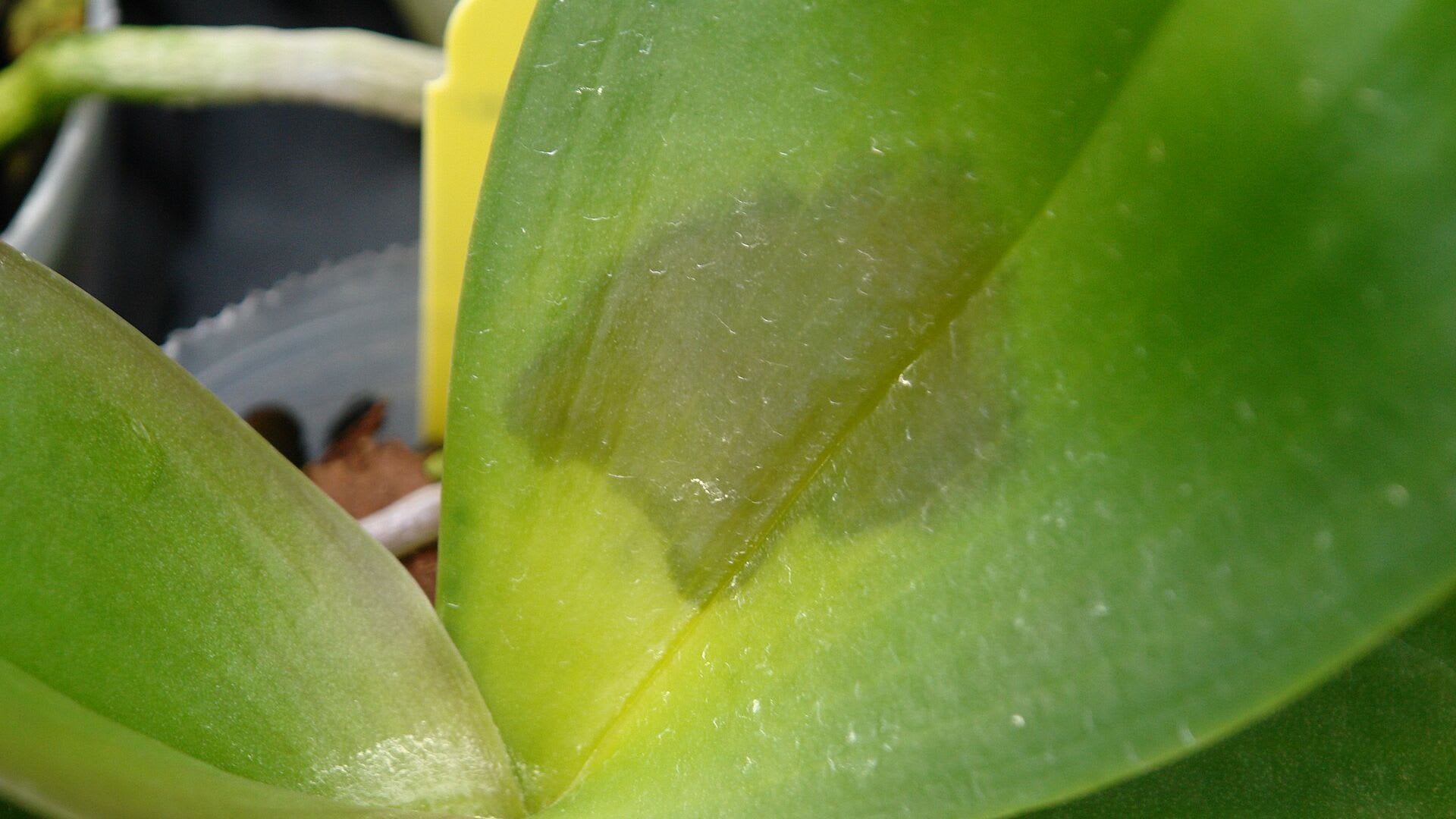 Hoja de orquídea con podredumbre blanda bacteriana
