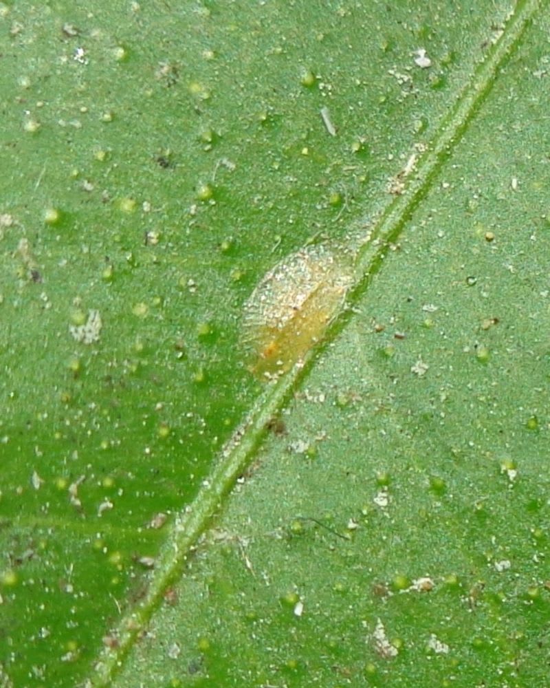 Cochinilla de escama (Coccus hesperidum) sobre una hoja