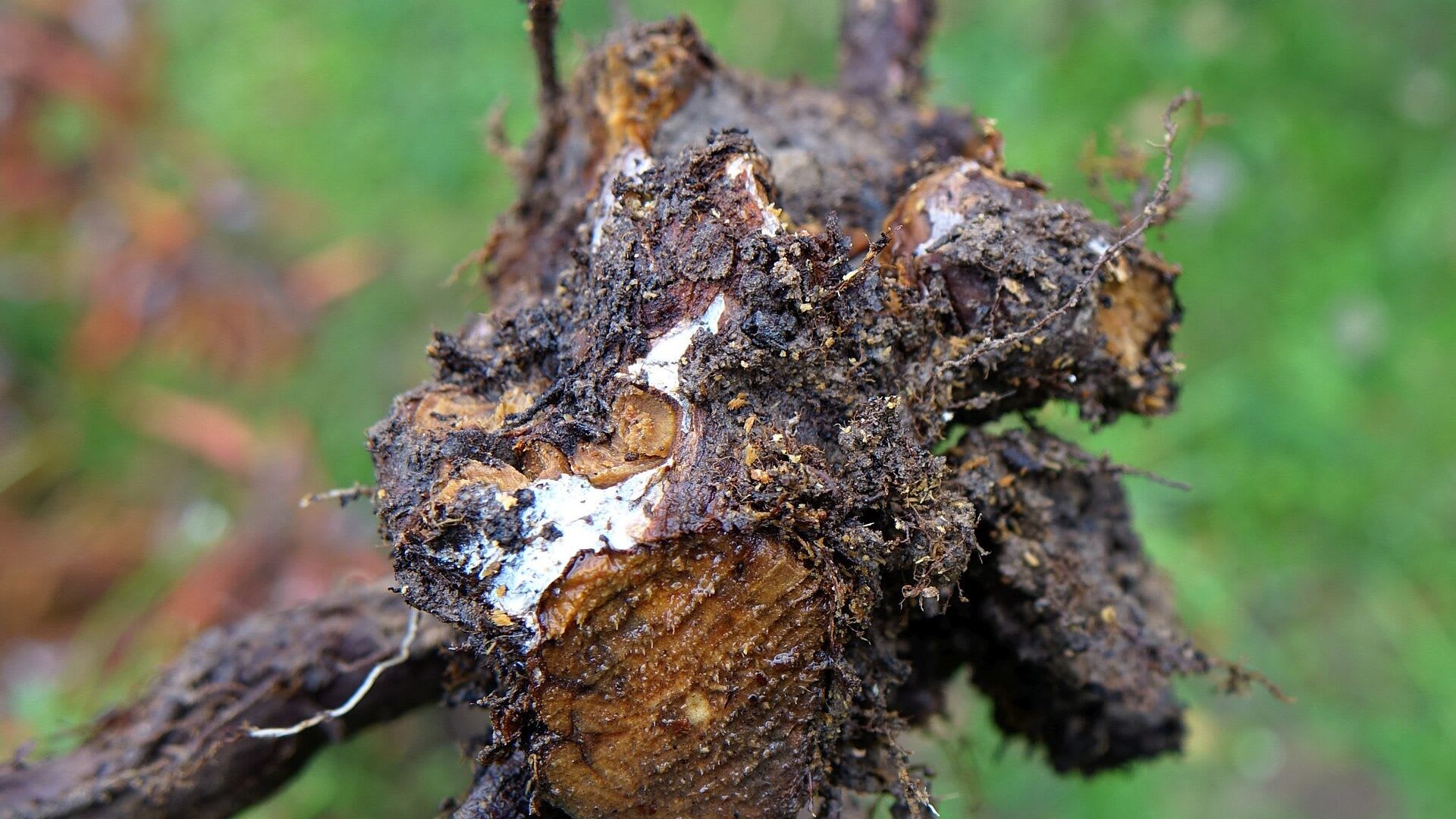 Raíces con podredumbre negra causada por Phytophthora