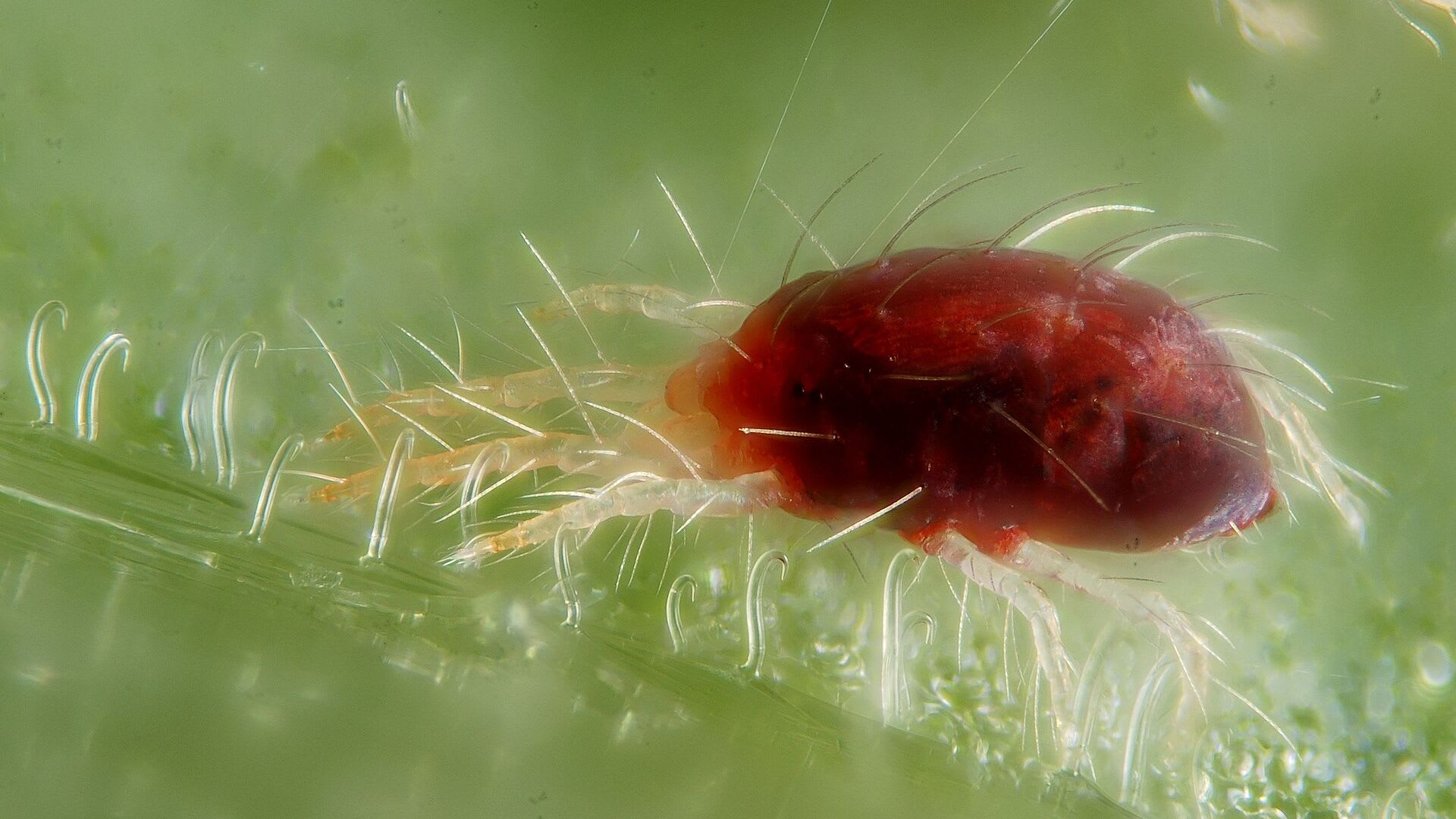 Ácaro / arañuela roja (Tetranychus urticae) con hilos de seda