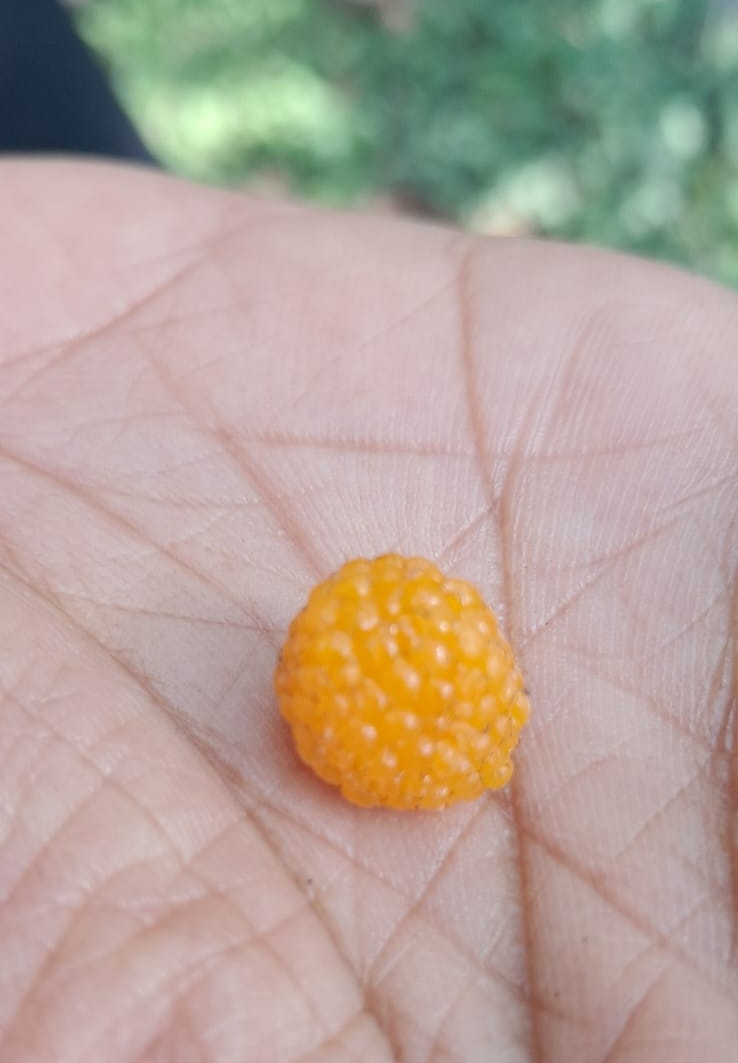 Yellow Himalayan Raspberry