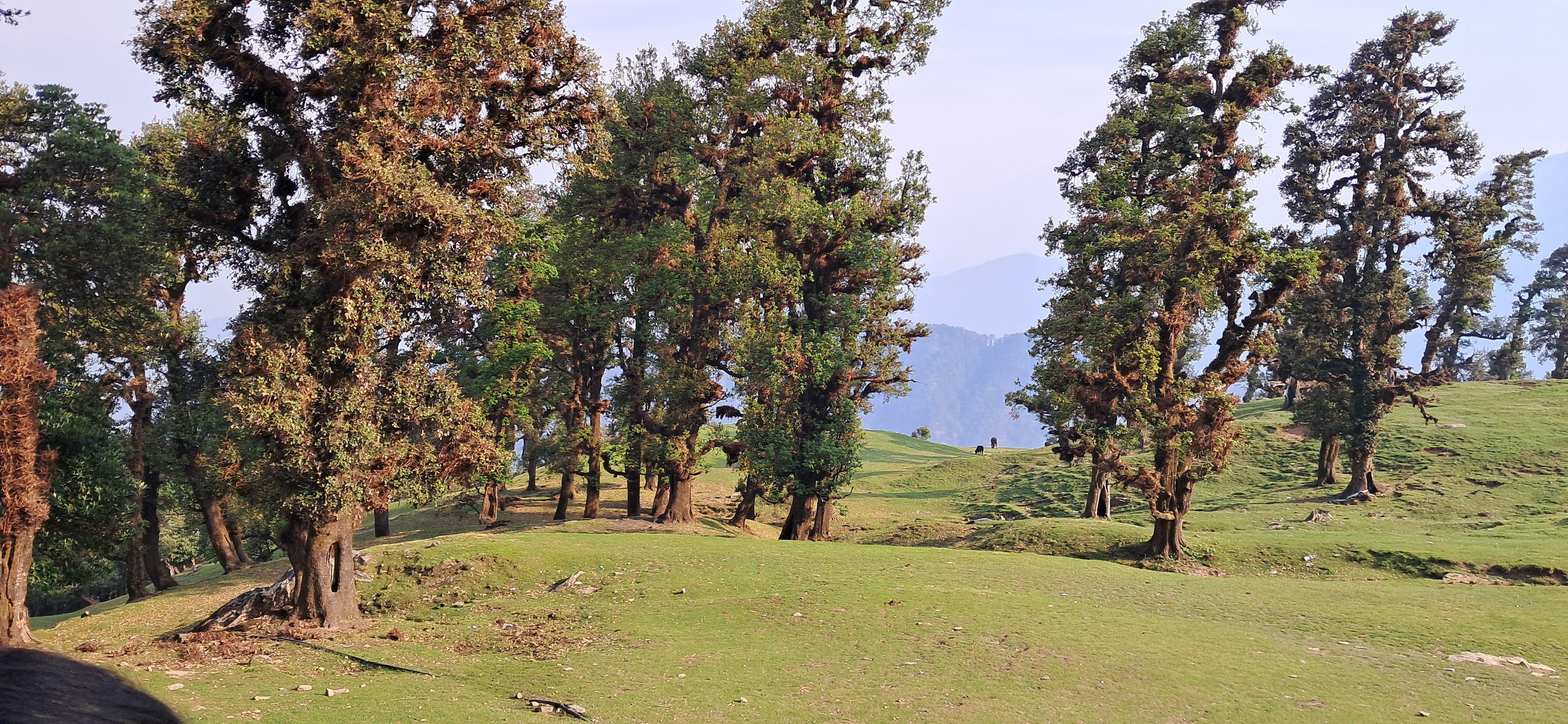 Chopta valley, on way towards Tunganath