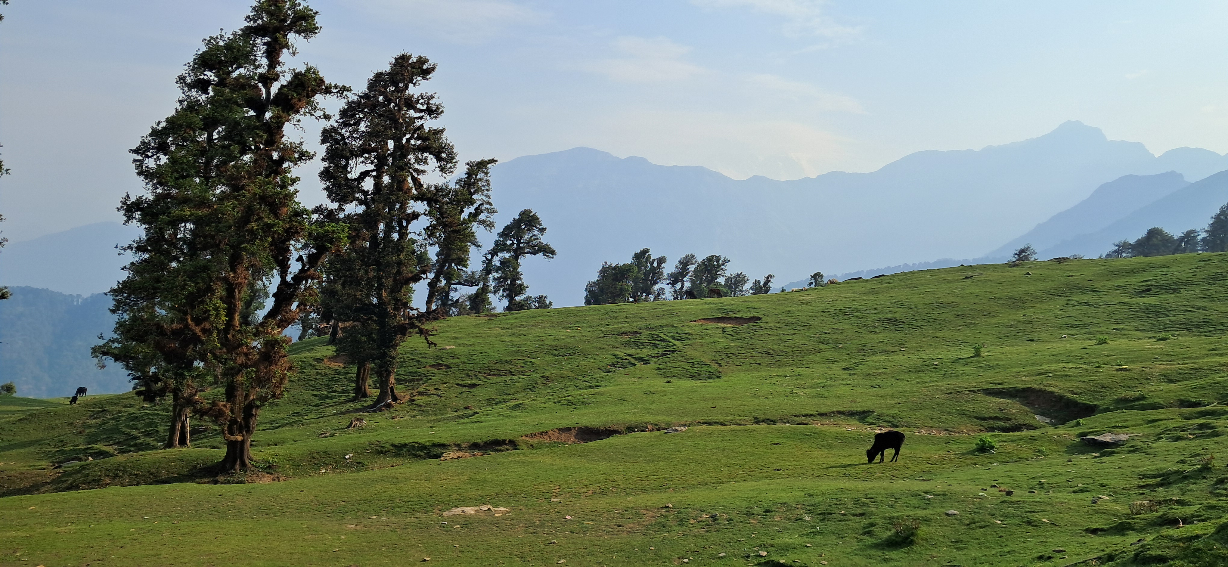 Chopta valley, on way towards Tunganath