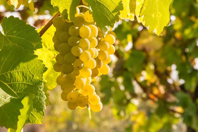 White Wines