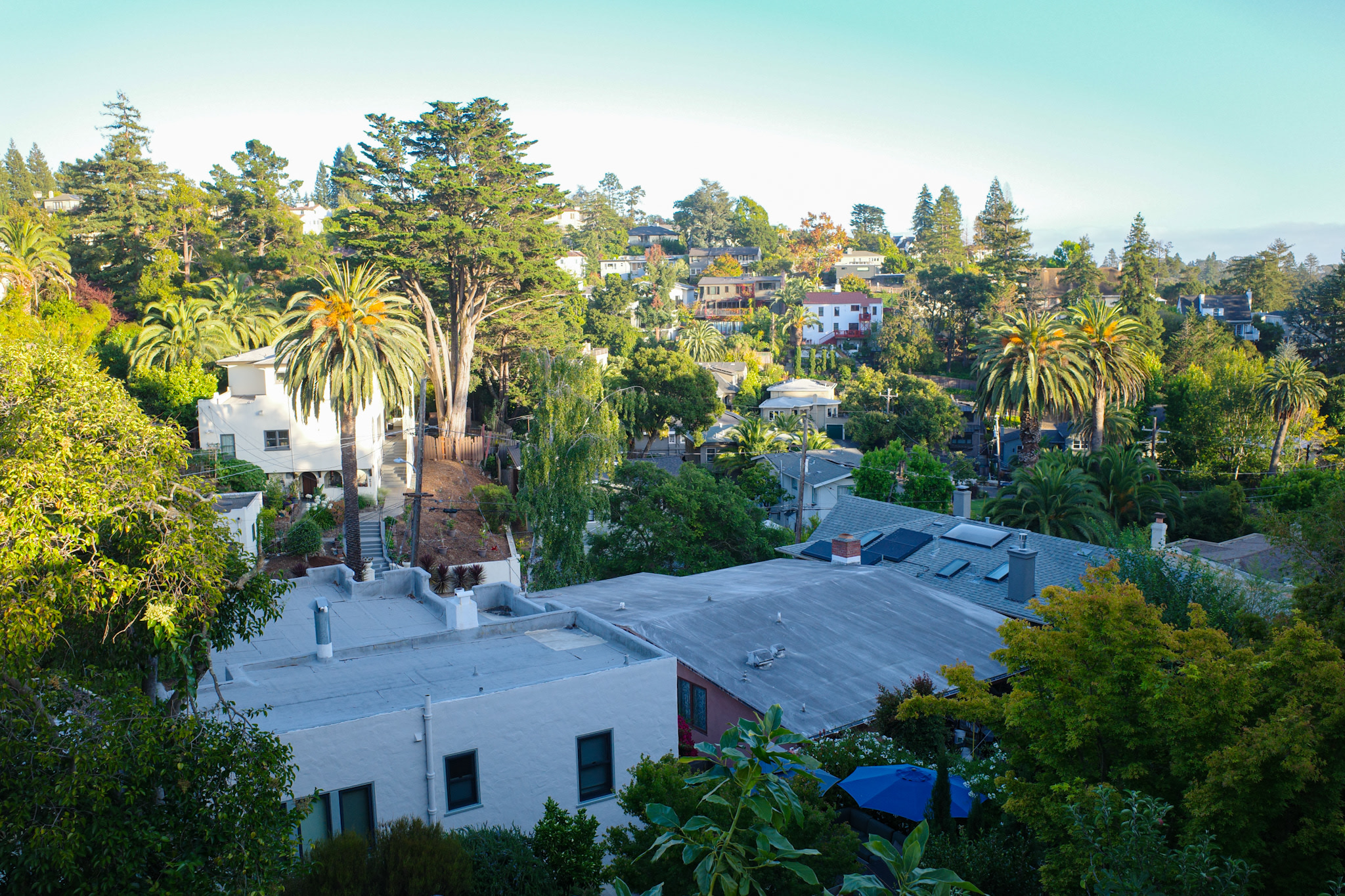 Oakland houses and trees