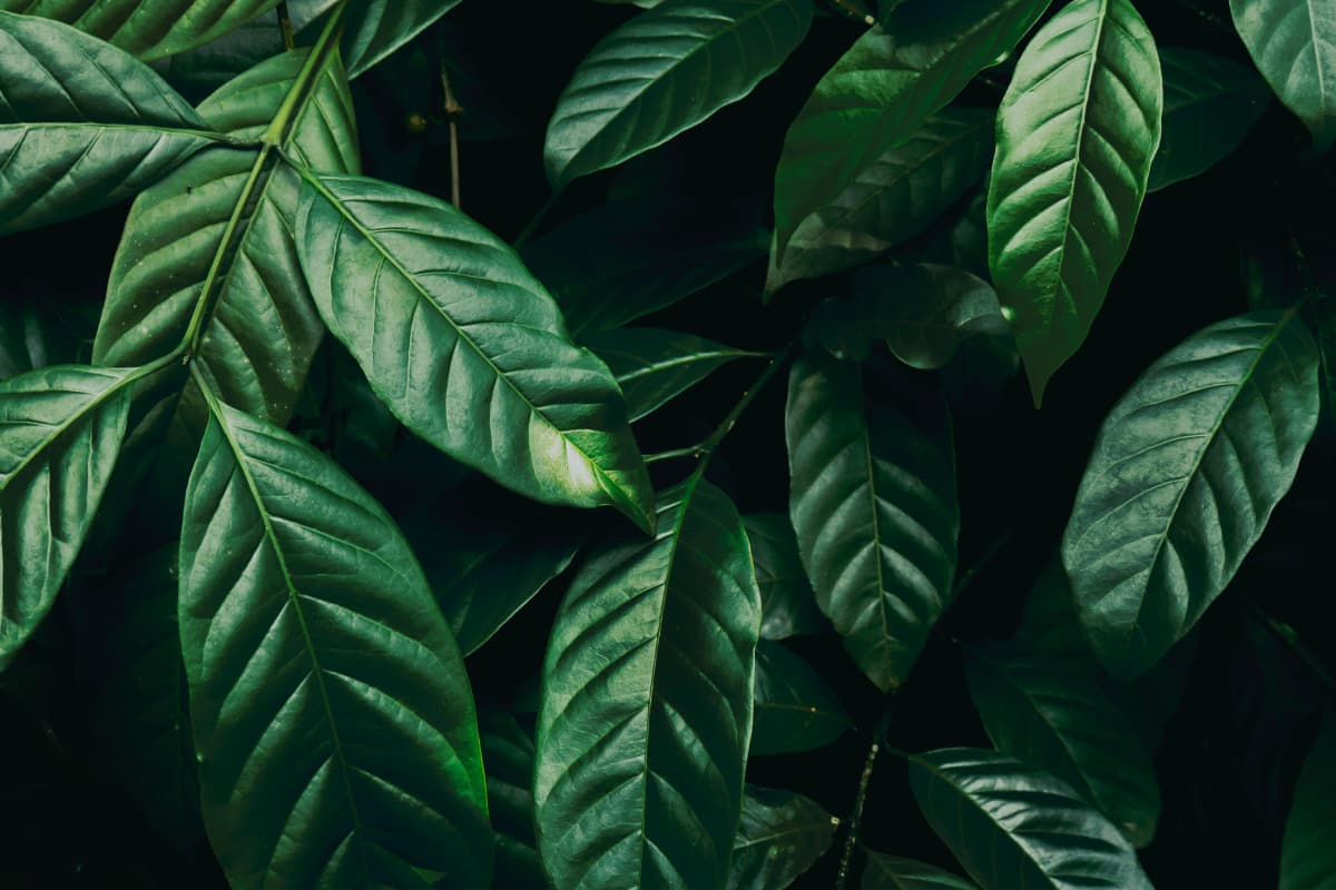 Close up detail of lush tropical dark green leaves