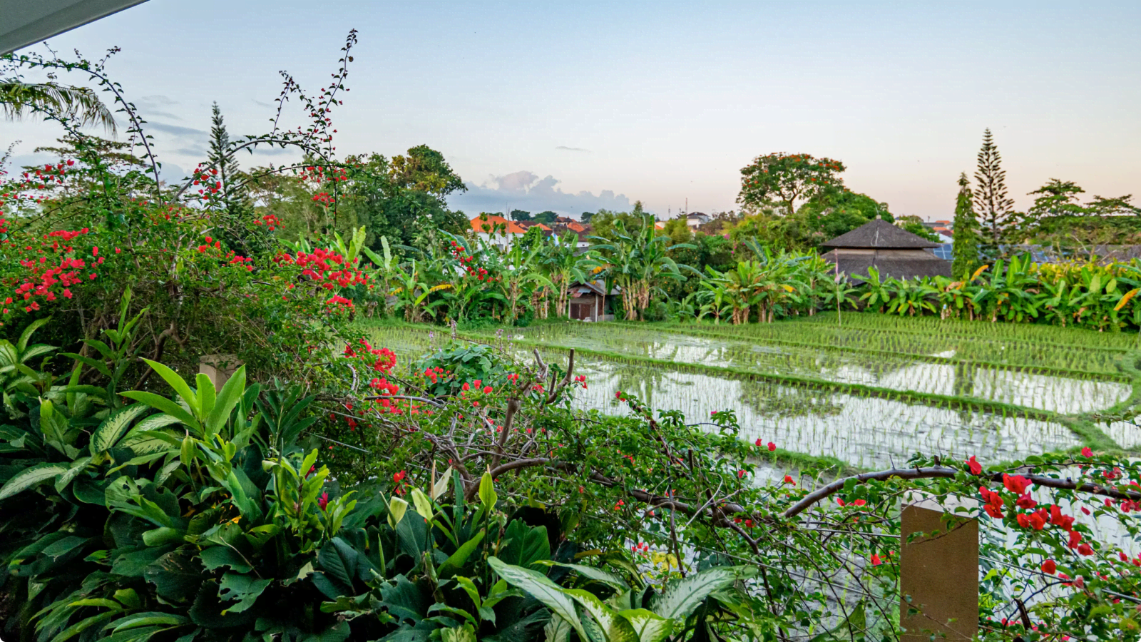 Panoramic view of the villa gardens and rice fields at dusk