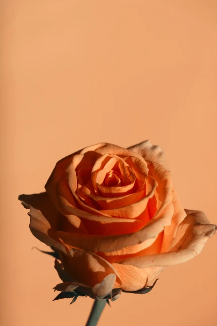 anca-gabriela-zosin-unsplash