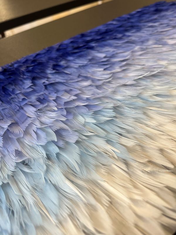 Gros plan sur la marqueterie de plumes bleues de l'écrin