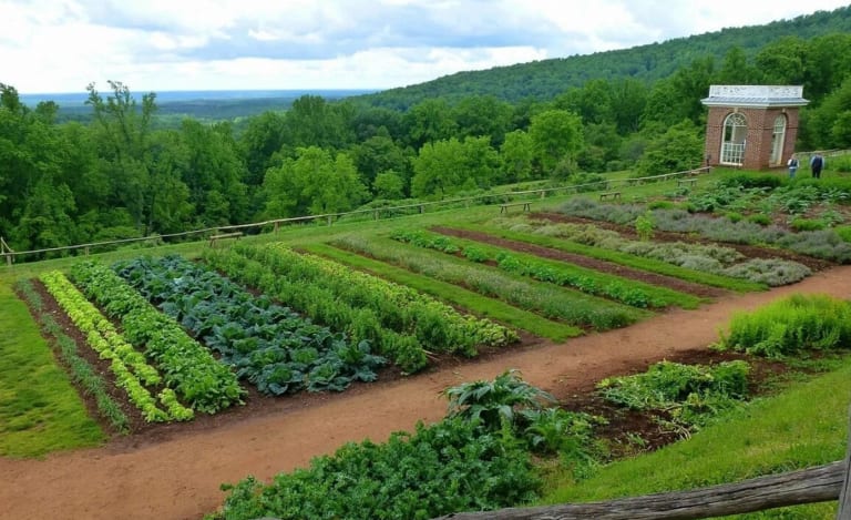 Що таке сівозміна і навіщо вона потрібна
