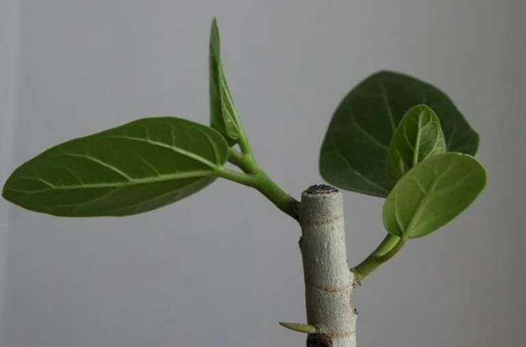 Які вазони повинні бути в кожному домі: топ рослин для затишку, очищення повітря та гарного настрою