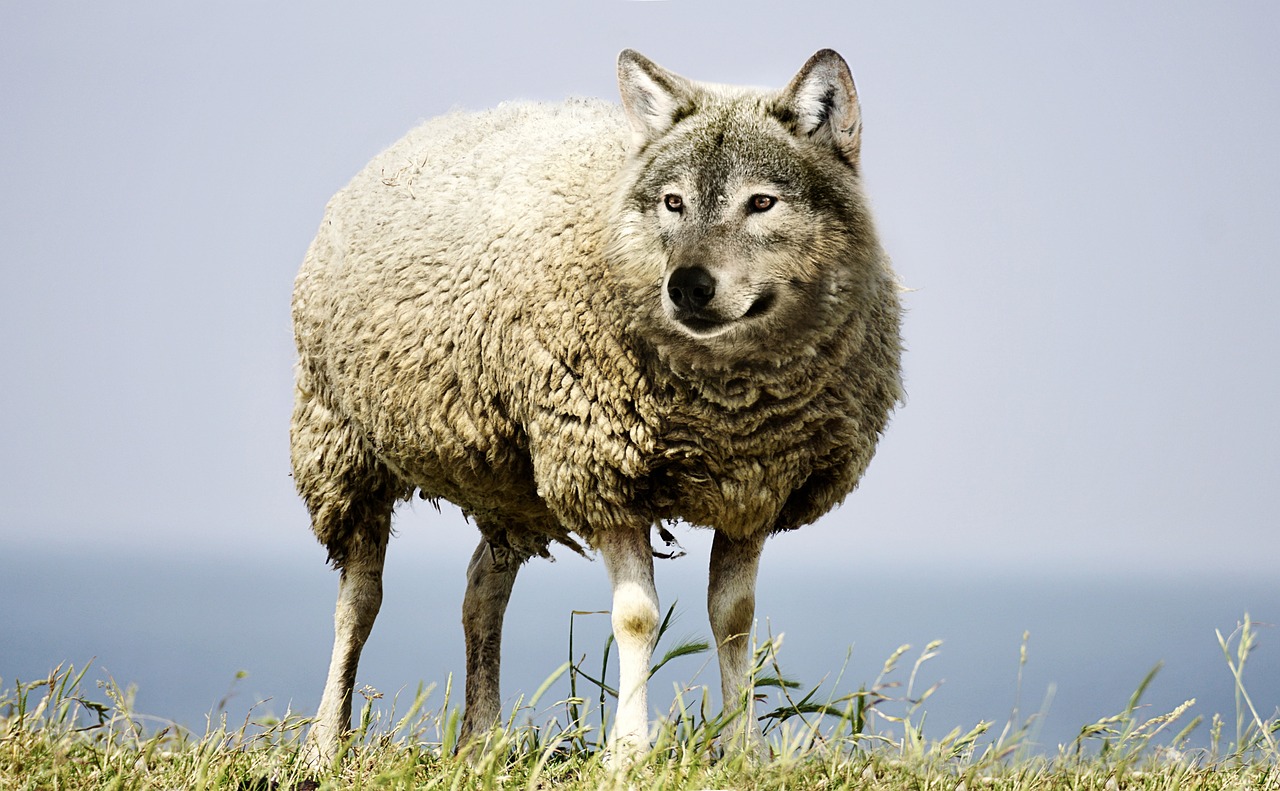 Epic battle: lone wolf vs warrior trend