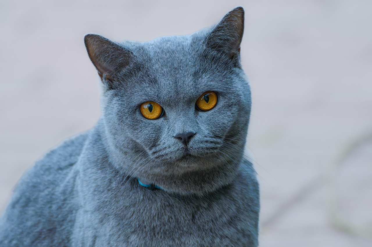 Cat enjoying short supervised visits in a catio area.