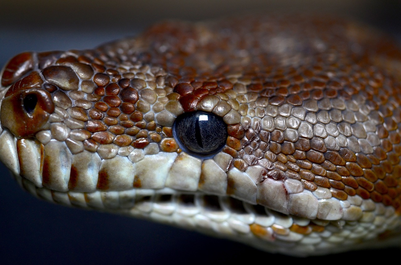 Python dominates as top ML language with PyTorch tools.