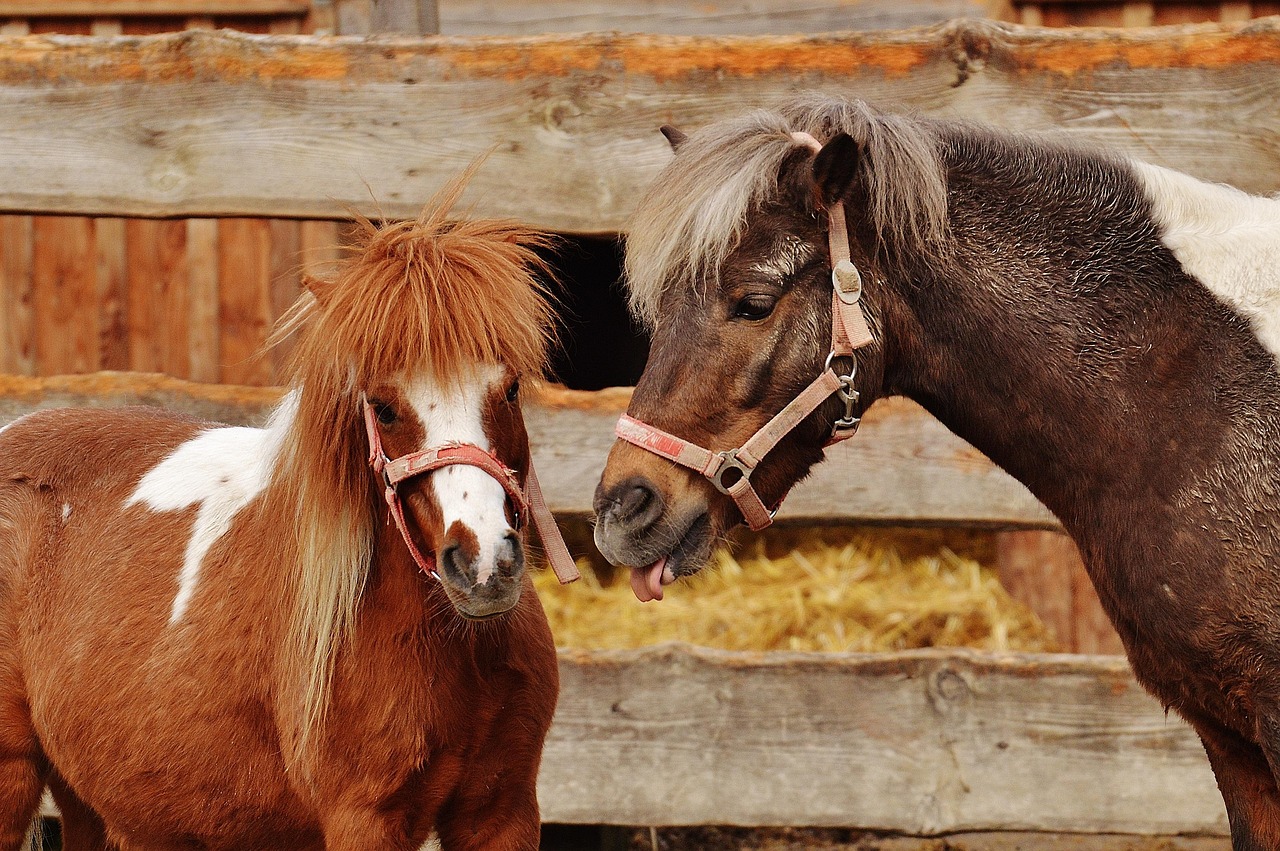 Scrim's rescue shows community power in animal saving.