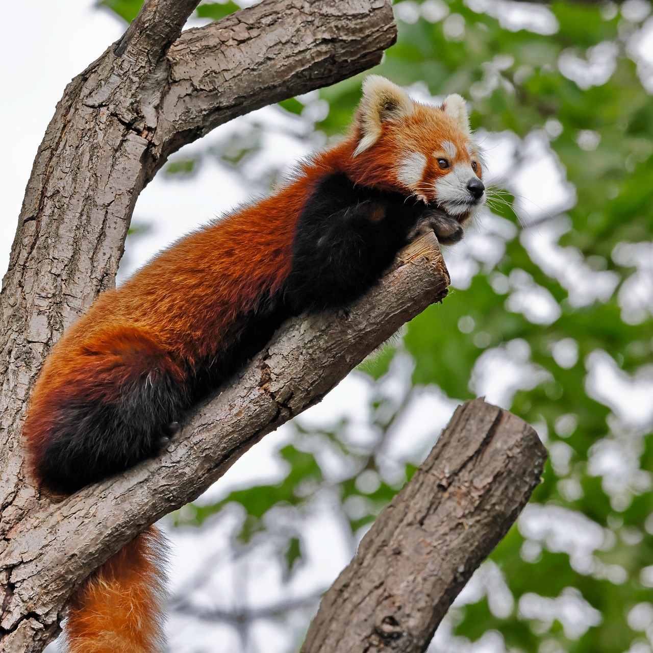 Fans React on Social Media After Red Panda Incident.