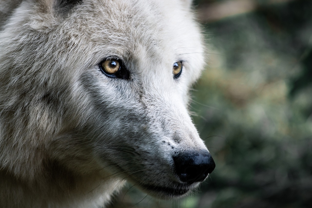 Wolf reintroduction impacts Colorado wildlife management balance.