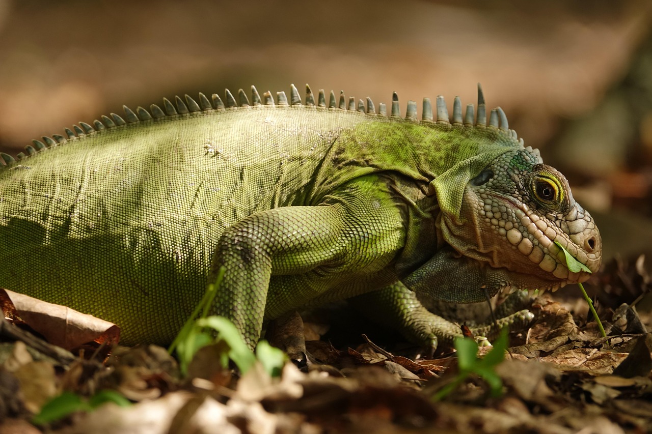 Adult reptile size and space requirements guide.
