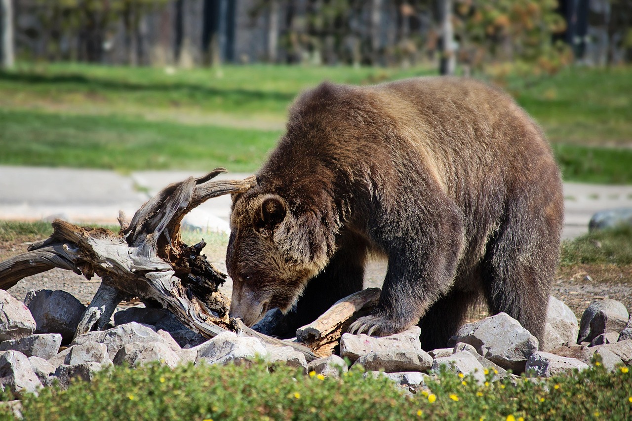 Tex the grizzly bear symbolizes wildlife policy change BC.
