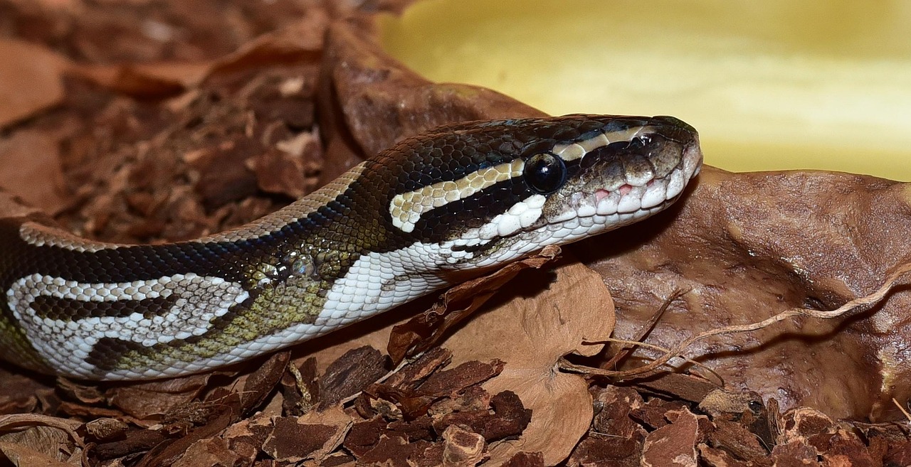 Boost Productivity: Nbdev & Quarto for Python Developers.